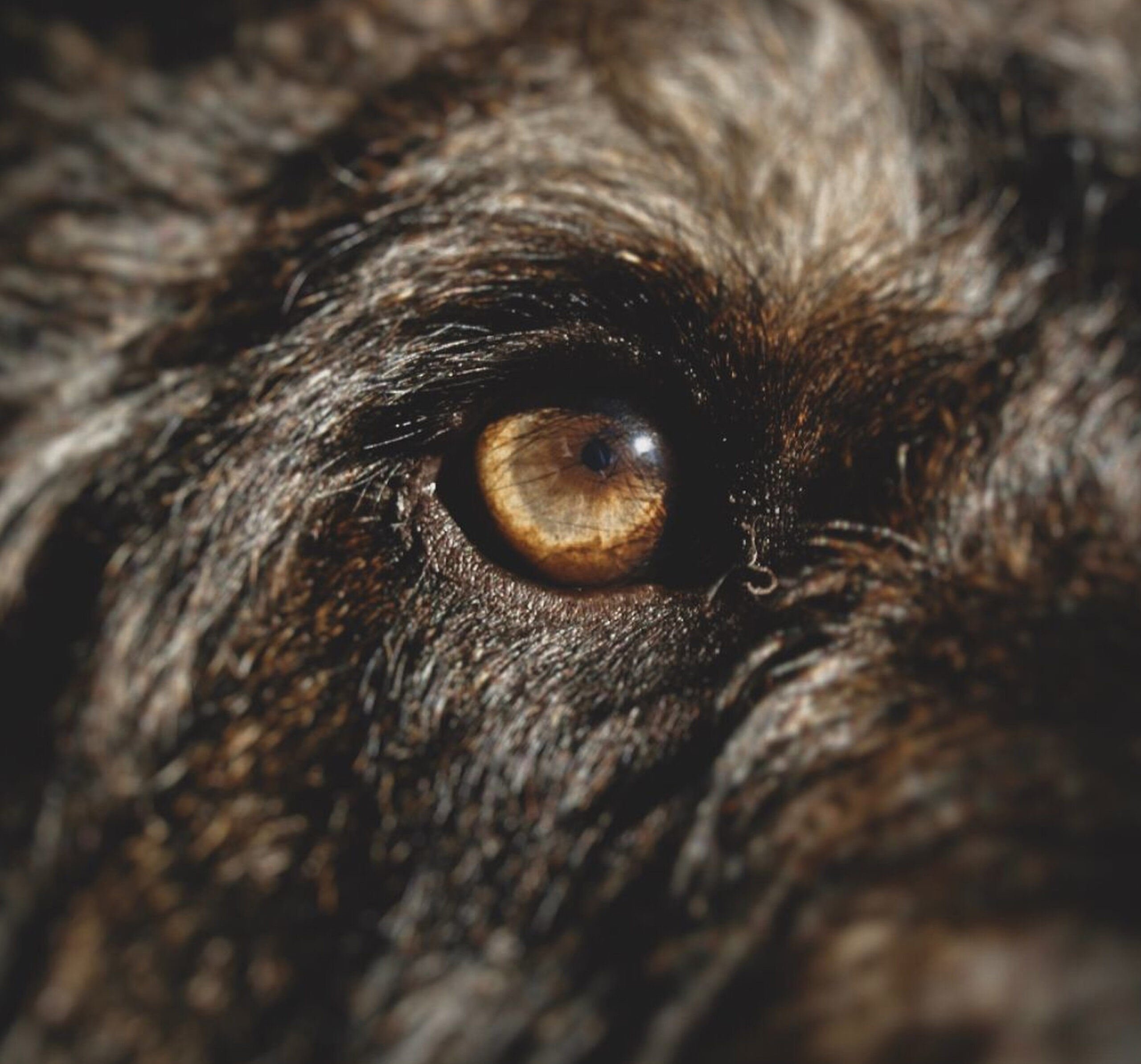 Dog eye
