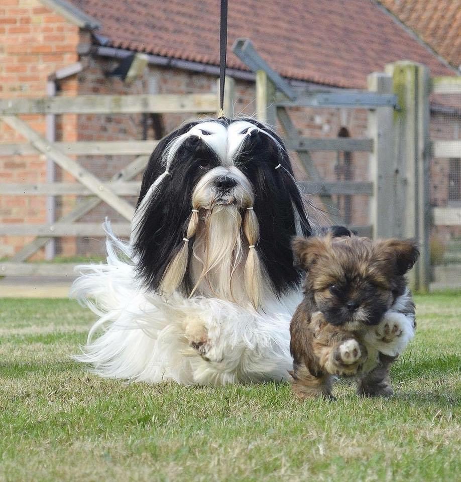 Lhasa Apso med valp