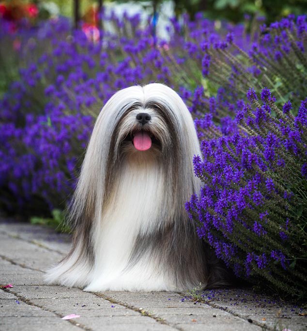Lhasa Apso